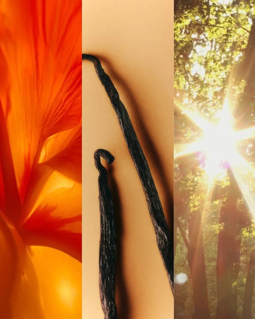 Summer musk, Tahitian vanilla & amber